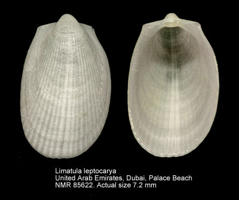 Limatula leptocarya.jpg - Limatula leptocarya (Melvill,1898)